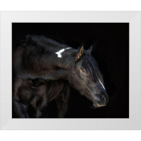 Equine Portrait IV White Modern Wood Framed Art Print by PHBurchett