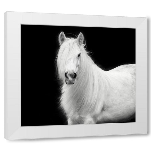 Equine Portrait V White Modern Wood Framed Art Print by PHBurchett
