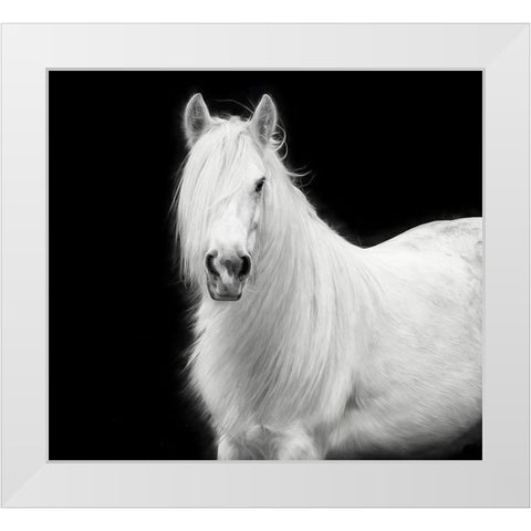 Equine Portrait V White Modern Wood Framed Art Print by PHBurchett
