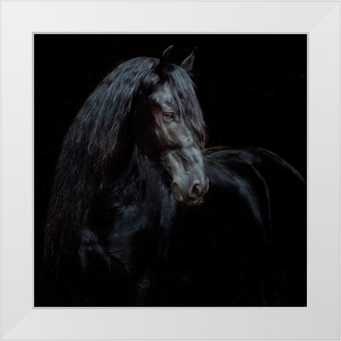 Equine Portrait XI White Modern Wood Framed Art Print by PHBurchett
