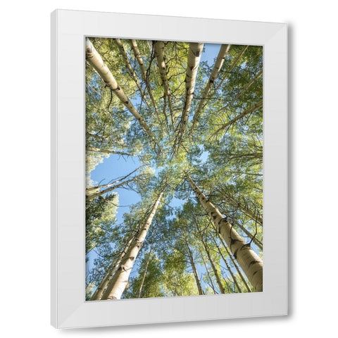 Looking Up White Modern Wood Framed Art Print by Head, Danny