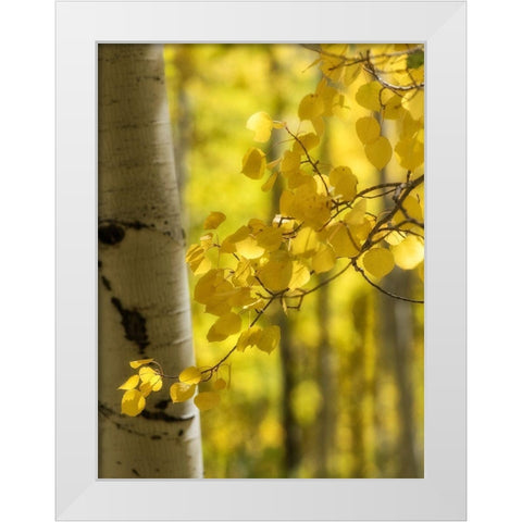 Aspen Highlights White Modern Wood Framed Art Print by Head, Danny