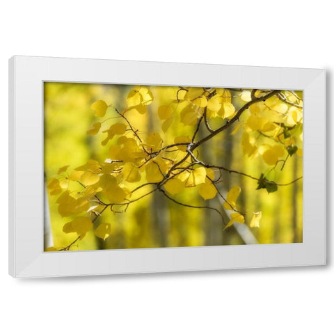 Aspen Backlight White Modern Wood Framed Art Print by Head, Danny