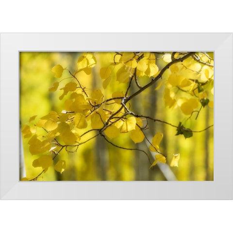 Aspen Backlight White Modern Wood Framed Art Print by Head, Danny