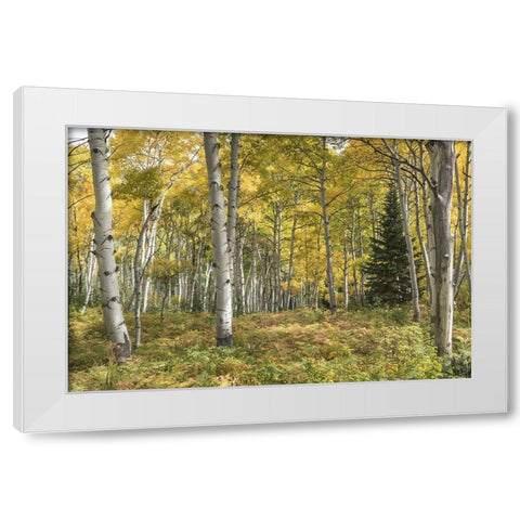 Aspen Grove I White Modern Wood Framed Art Print by Head, Danny