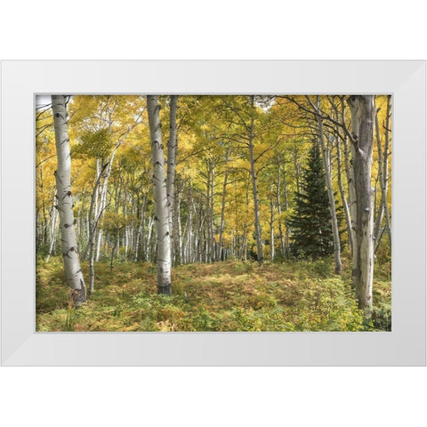 Aspen Grove I White Modern Wood Framed Art Print by Head, Danny