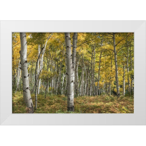 Aspen Grove II White Modern Wood Framed Art Print by Head, Danny