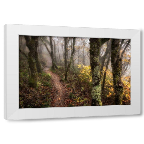 Fog Ahead White Modern Wood Framed Art Print by Head, Danny
