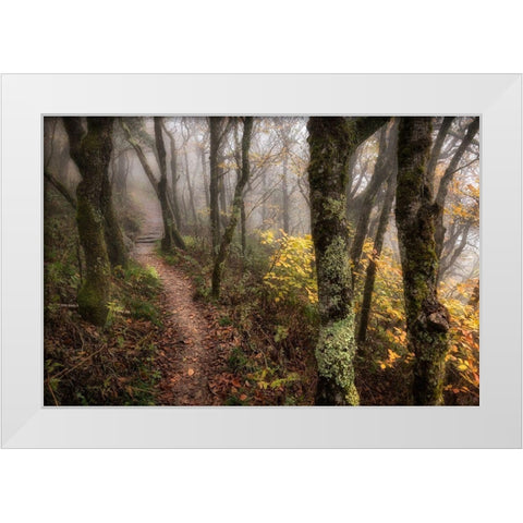 Fog Ahead White Modern Wood Framed Art Print by Head, Danny