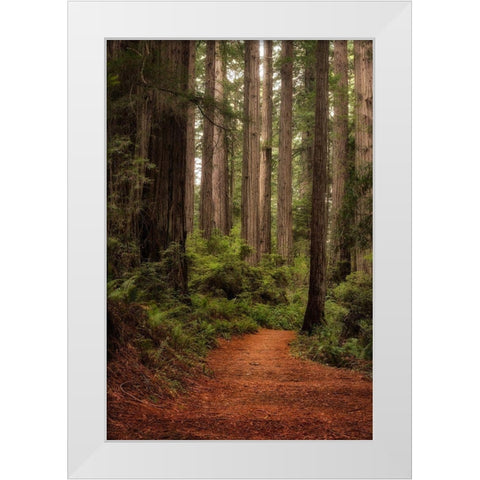 Forest Path II White Modern Wood Framed Art Print by Head, Danny