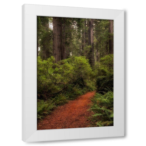 Forest Path III White Modern Wood Framed Art Print by Head, Danny