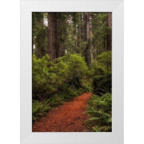 Forest Path III White Modern Wood Framed Art Print by Head, Danny