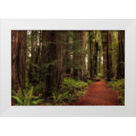 A Walk in the Woods I White Modern Wood Framed Art Print by Head, Danny