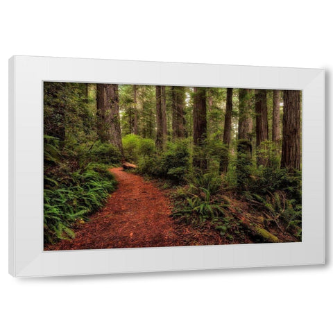 A Walk in the Woods II White Modern Wood Framed Art Print by Head, Danny