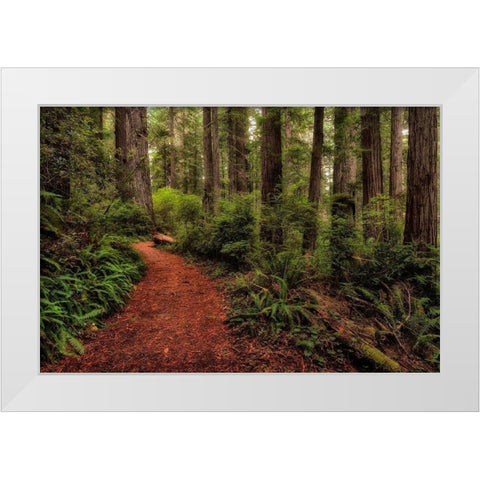 A Walk in the Woods II White Modern Wood Framed Art Print by Head, Danny
