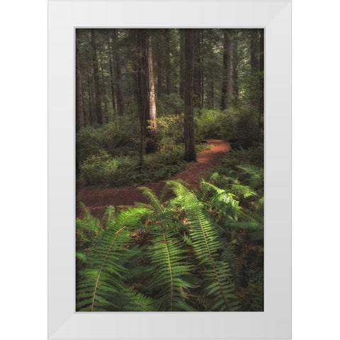 Fern Lined Path White Modern Wood Framed Art Print by Head, Danny