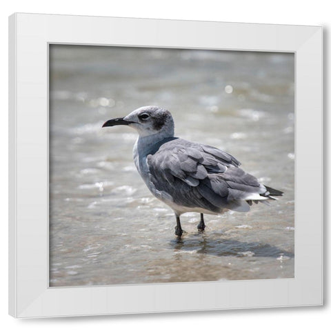 Knee Deep White Modern Wood Framed Art Print by Head, Danny