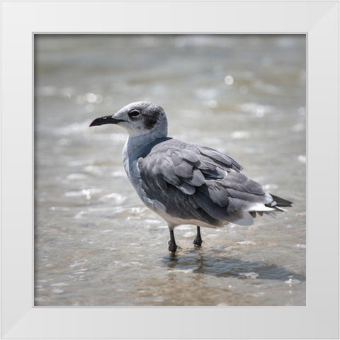 Knee Deep White Modern Wood Framed Art Print by Head, Danny