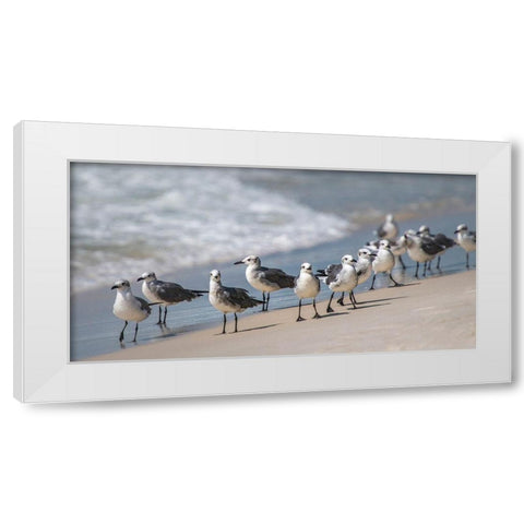 Whats Up Gulls White Modern Wood Framed Art Print by Head, Danny