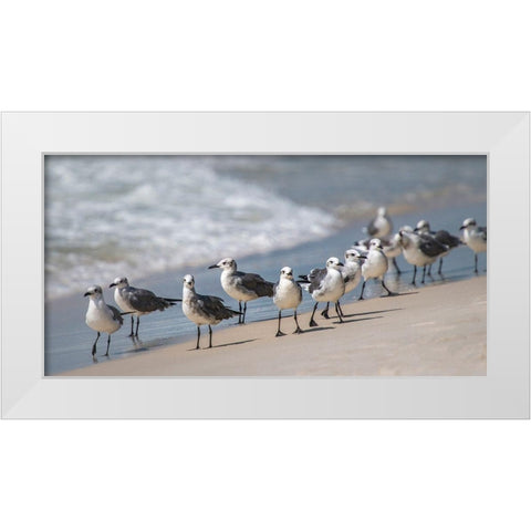 Whats Up Gulls White Modern Wood Framed Art Print by Head, Danny