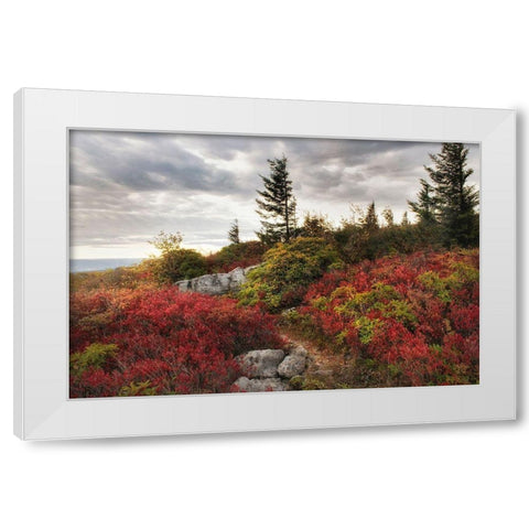Highland Trail White Modern Wood Framed Art Print by Head, Danny