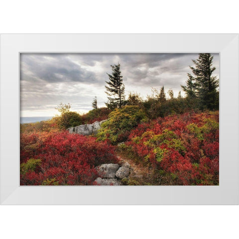 Highland Trail White Modern Wood Framed Art Print by Head, Danny