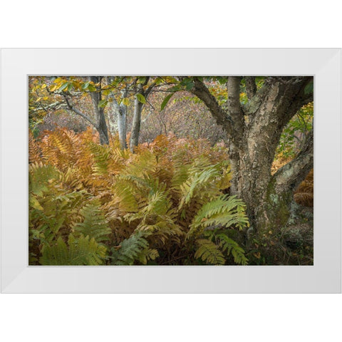 Autumn Ferns White Modern Wood Framed Art Print by Head, Danny