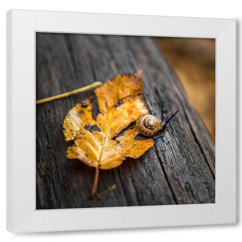 Snails Pace White Modern Wood Framed Art Print by Head, Danny