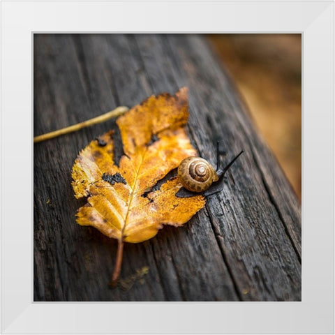 Snails Pace White Modern Wood Framed Art Print by Head, Danny