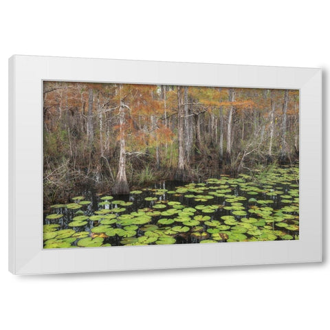 Bayou Autumn White Modern Wood Framed Art Print by Head, Danny