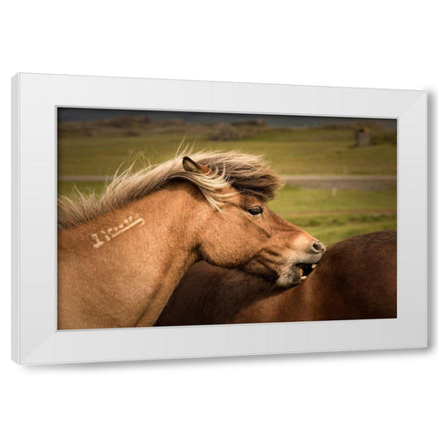 Rough Play White Modern Wood Framed Art Print by Head, Danny