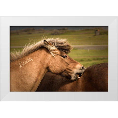 Rough Play White Modern Wood Framed Art Print by Head, Danny