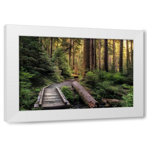 Morning Calls White Modern Wood Framed Art Print by Head, Danny