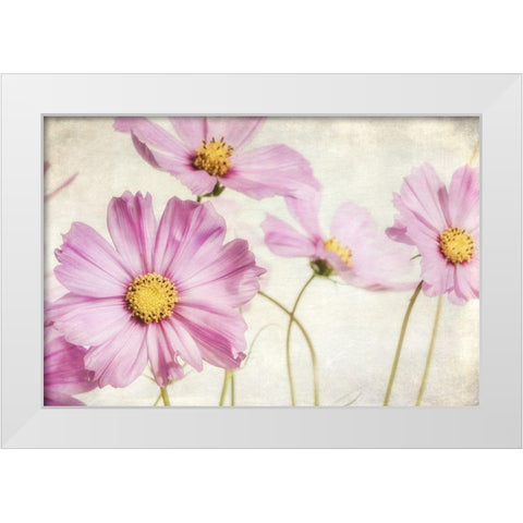 Pink Cosmos I White Modern Wood Framed Art Print by Poinski, Dianne