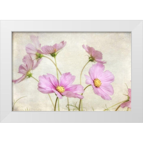 Pink Cosmos II White Modern Wood Framed Art Print by Poinski, Dianne