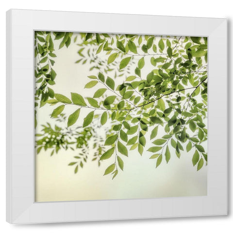 Summer Light II White Modern Wood Framed Art Print by Poinski, Dianne