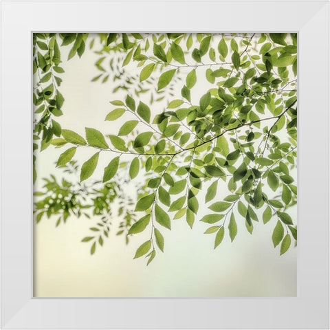 Summer Light II White Modern Wood Framed Art Print by Poinski, Dianne