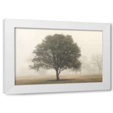 Trees in the Fog I White Modern Wood Framed Art Print by Poinski, Dianne