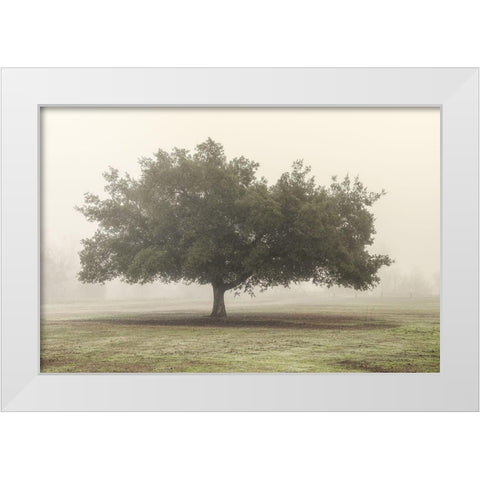 Trees in the Fog II White Modern Wood Framed Art Print by Poinski, Dianne