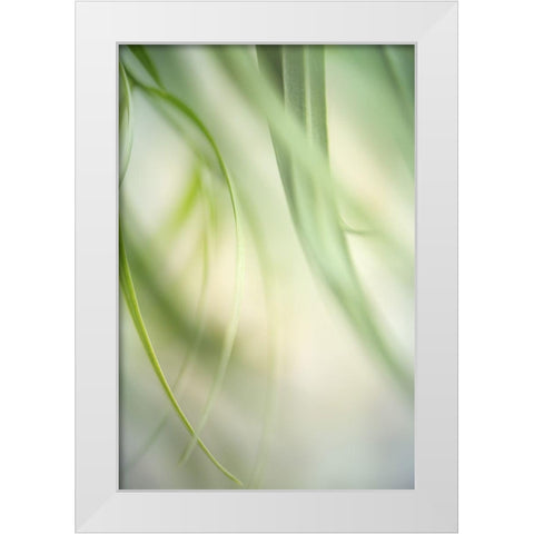 Harmonic I White Modern Wood Framed Art Print by Poinski, Dianne