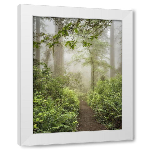 Summer Forest I White Modern Wood Framed Art Print by Poinski, Dianne