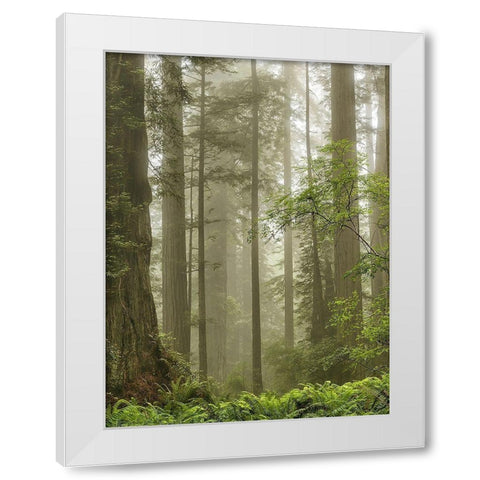 Summer Forest II White Modern Wood Framed Art Print by Poinski, Dianne