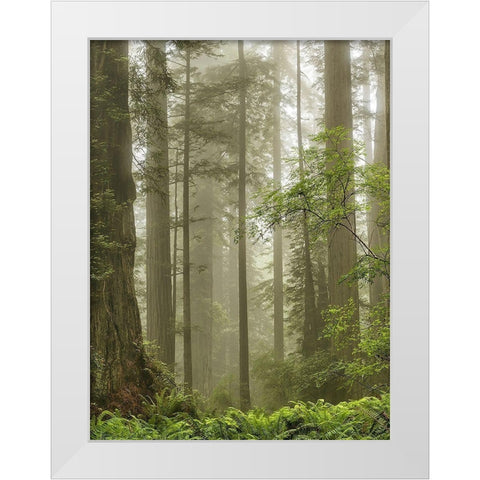 Summer Forest II White Modern Wood Framed Art Print by Poinski, Dianne