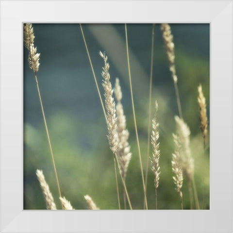 Northwest Morning II White Modern Wood Framed Art Print by Poinski, Dianne