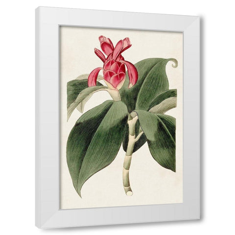 Flora of the Tropics I White Modern Wood Framed Art Print by Unknown