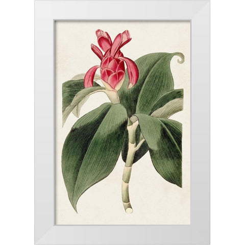 Flora of the Tropics I White Modern Wood Framed Art Print by Unknown