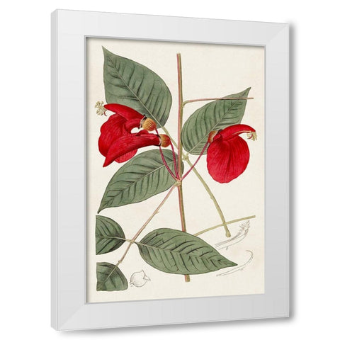 Flora of the Tropics II White Modern Wood Framed Art Print by Unknown
