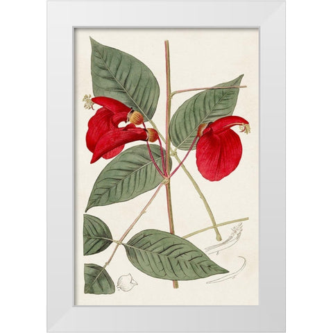 Flora of the Tropics II White Modern Wood Framed Art Print by Unknown