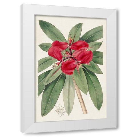Flora of the Tropics III White Modern Wood Framed Art Print by Unknown