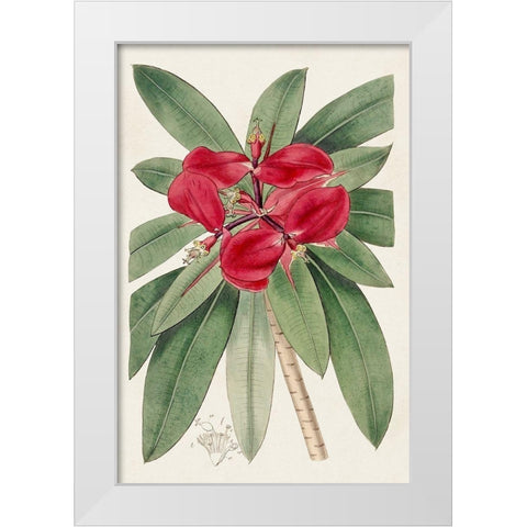 Flora of the Tropics III White Modern Wood Framed Art Print by Unknown